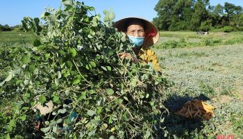 Nông dân Cẩm Xuyên “cướp nắng” thu hoạch kim tiền thảo